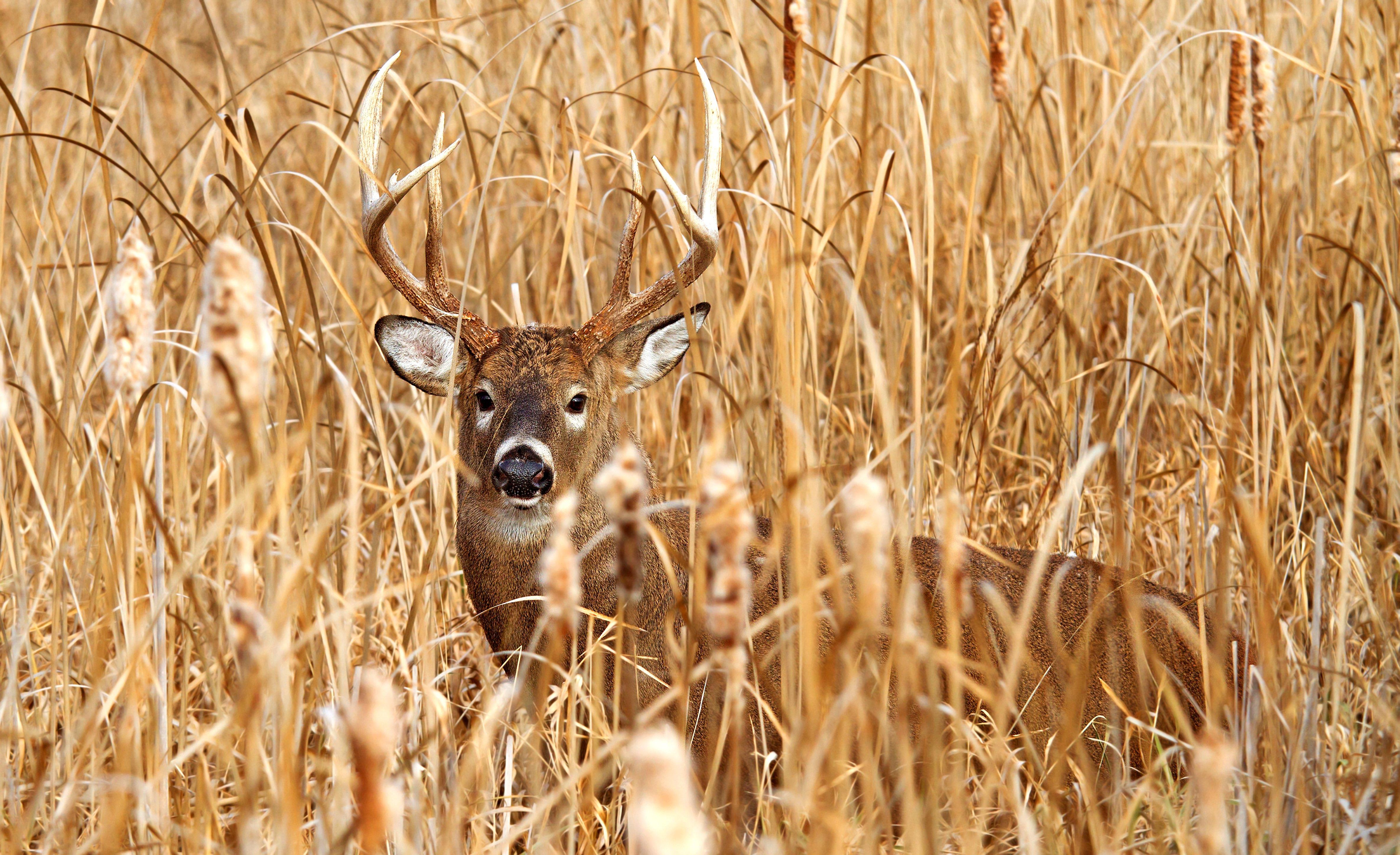 Image: whitetail_marsh