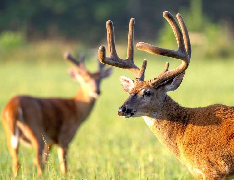 6 Ways to Prep Your Gear for Bow Season Image