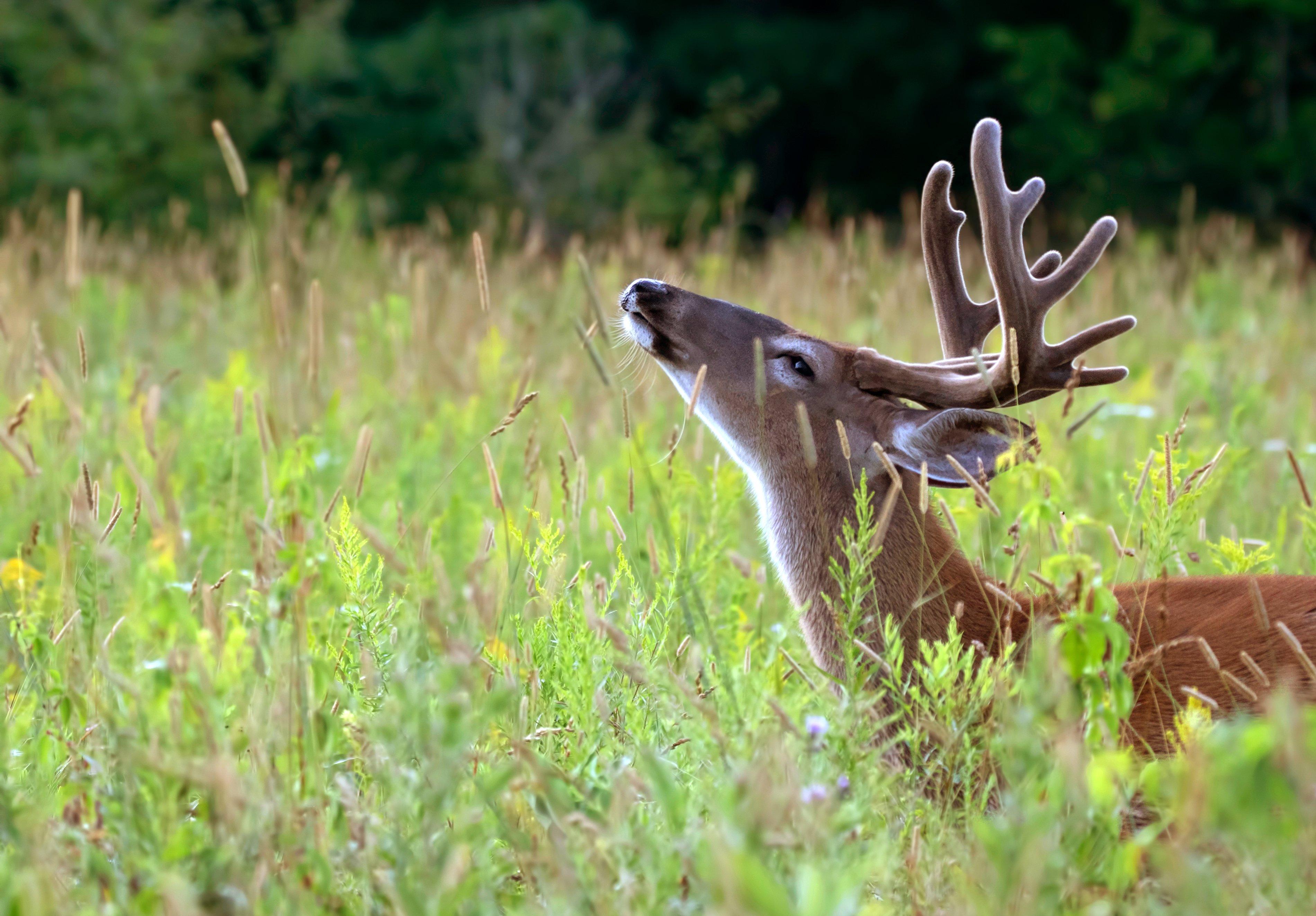 Image: whitetail_scent