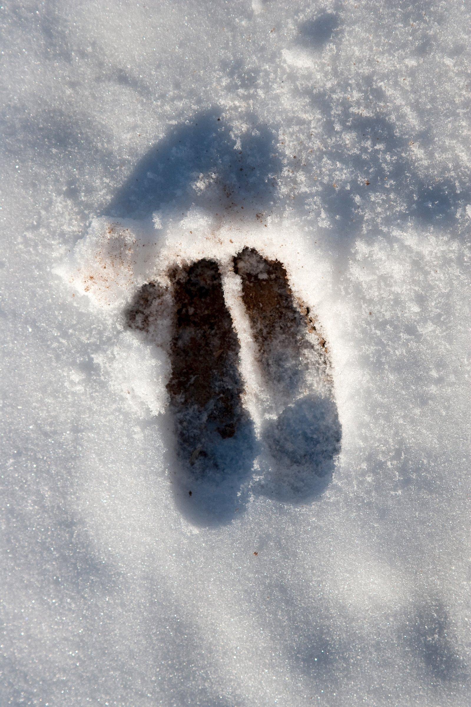 5 Best Places for Snow Tracking Bucks - Realtree Camo