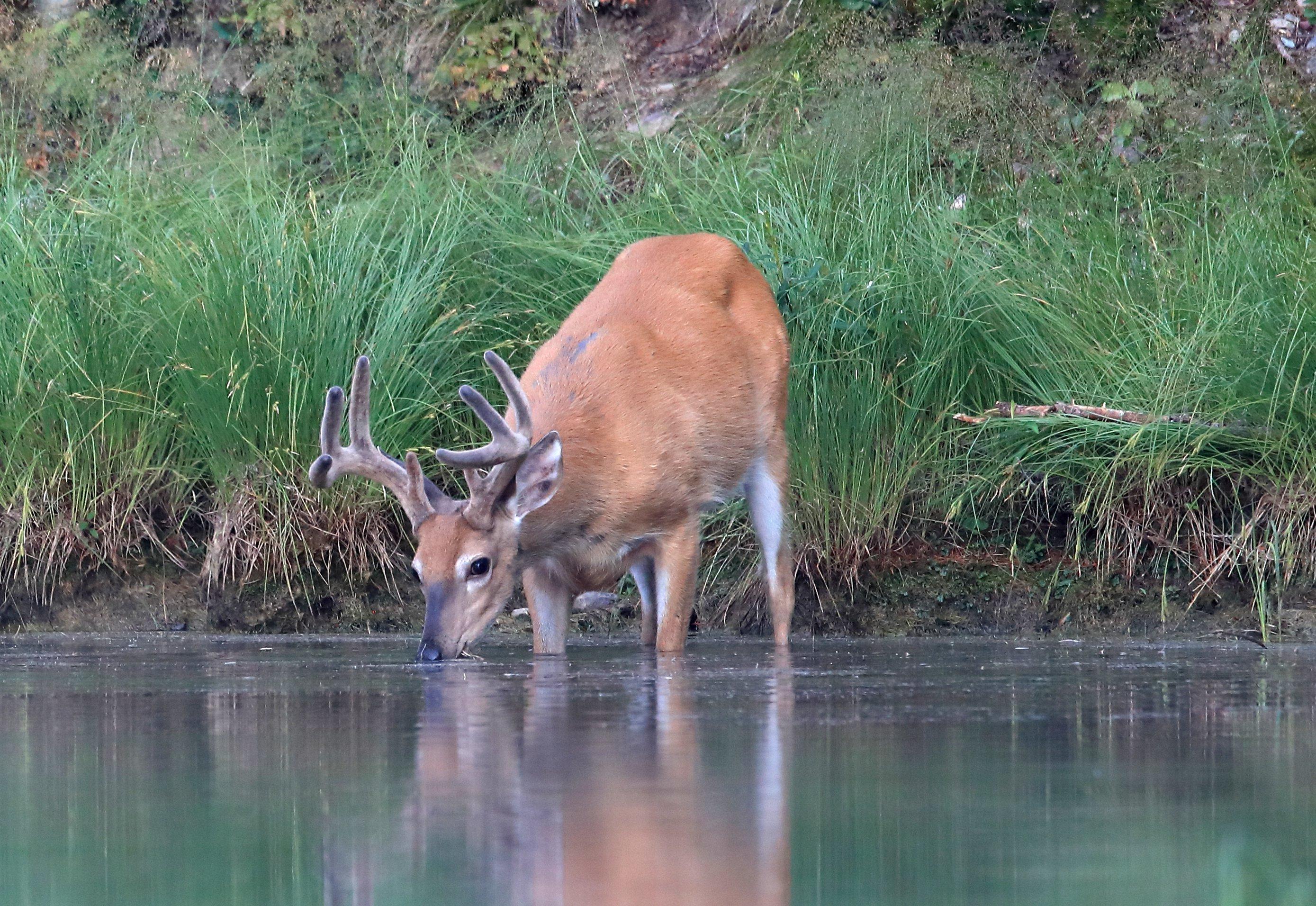 Image: whitetail_water_ehd_1