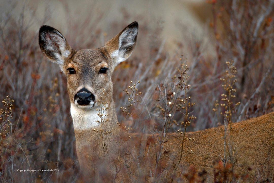 Mature Doe