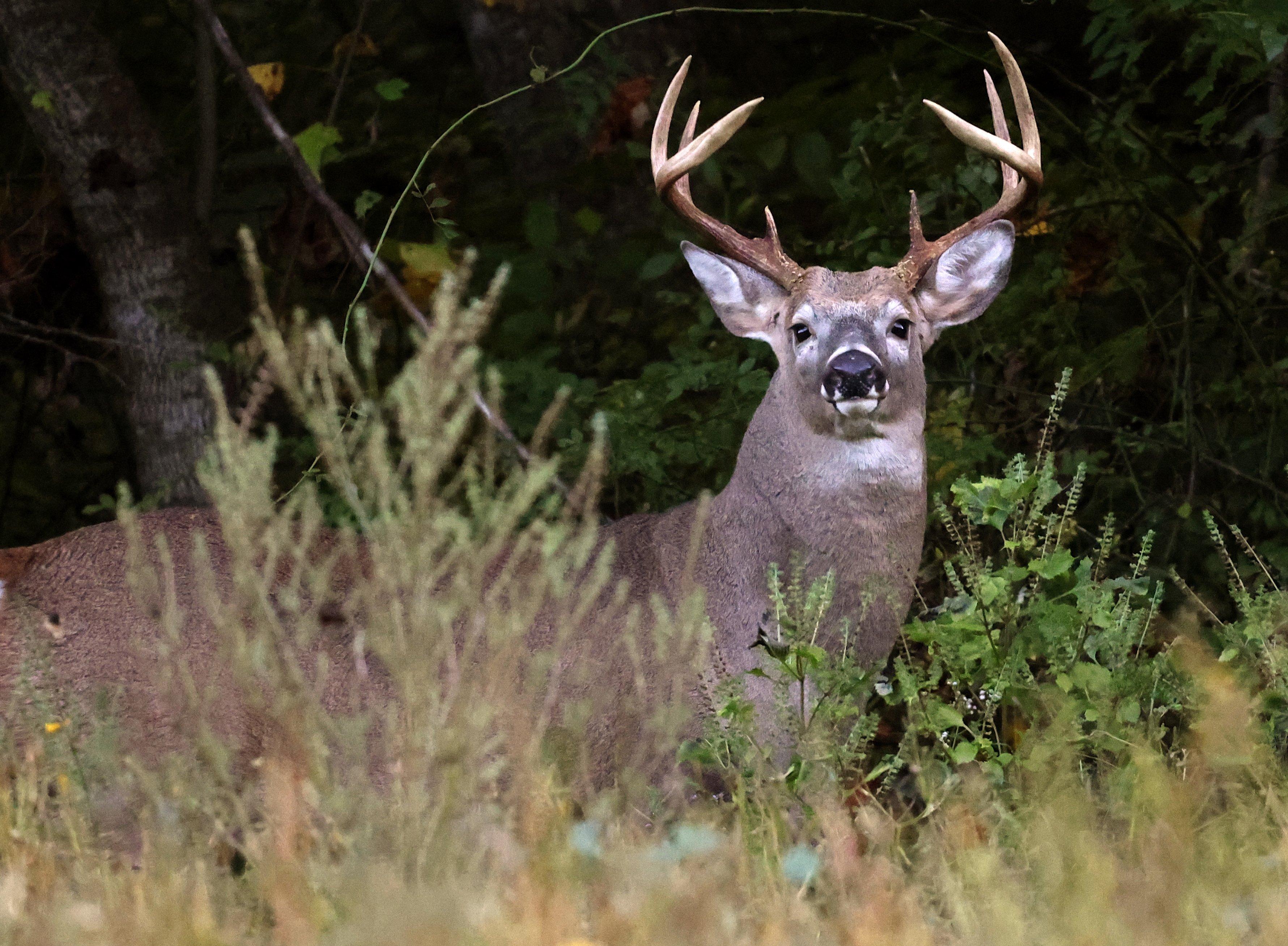 Image: whitetails_where