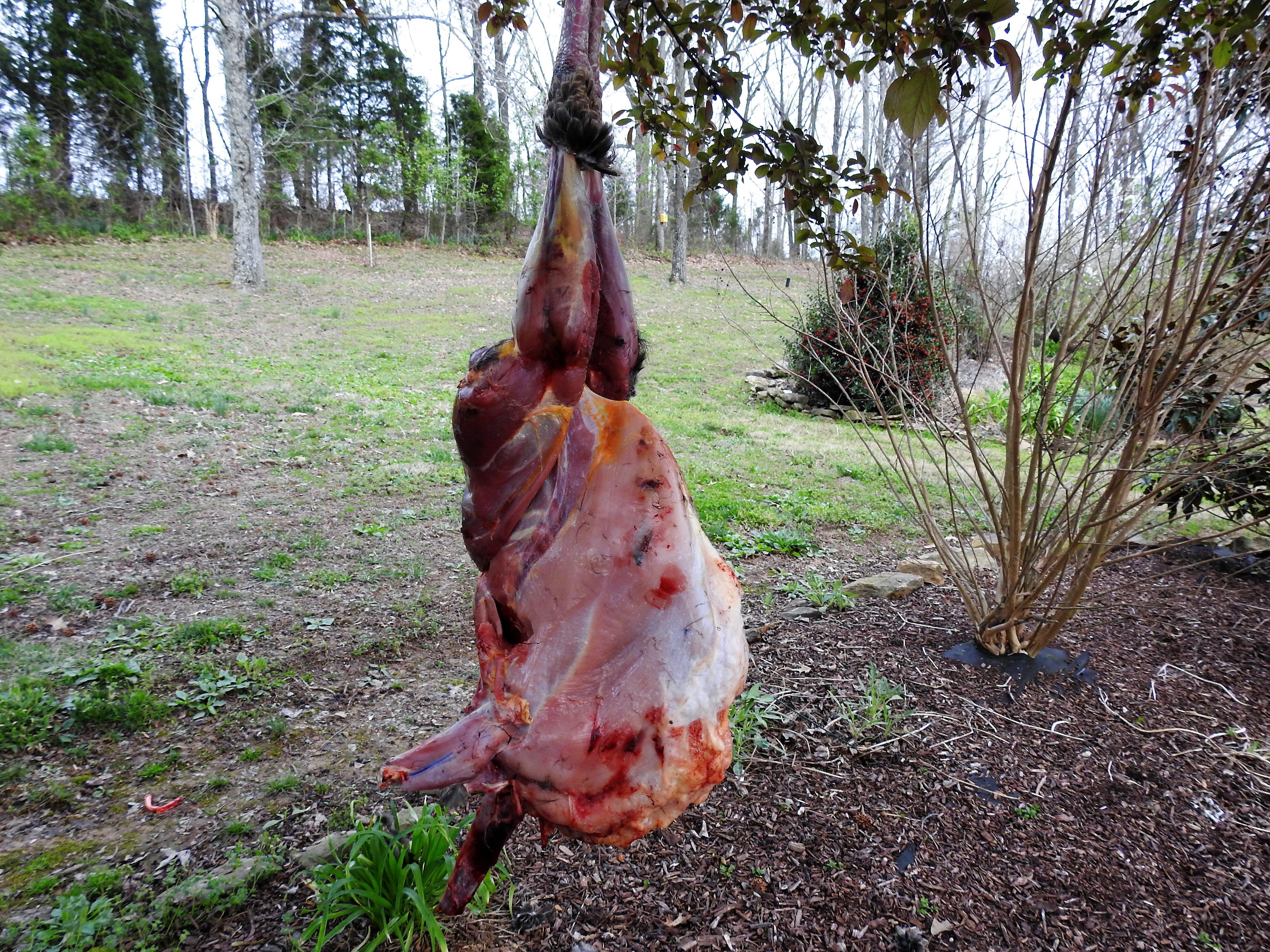 A whole wild turkey, skinned. ¬© Michael Pendley photo