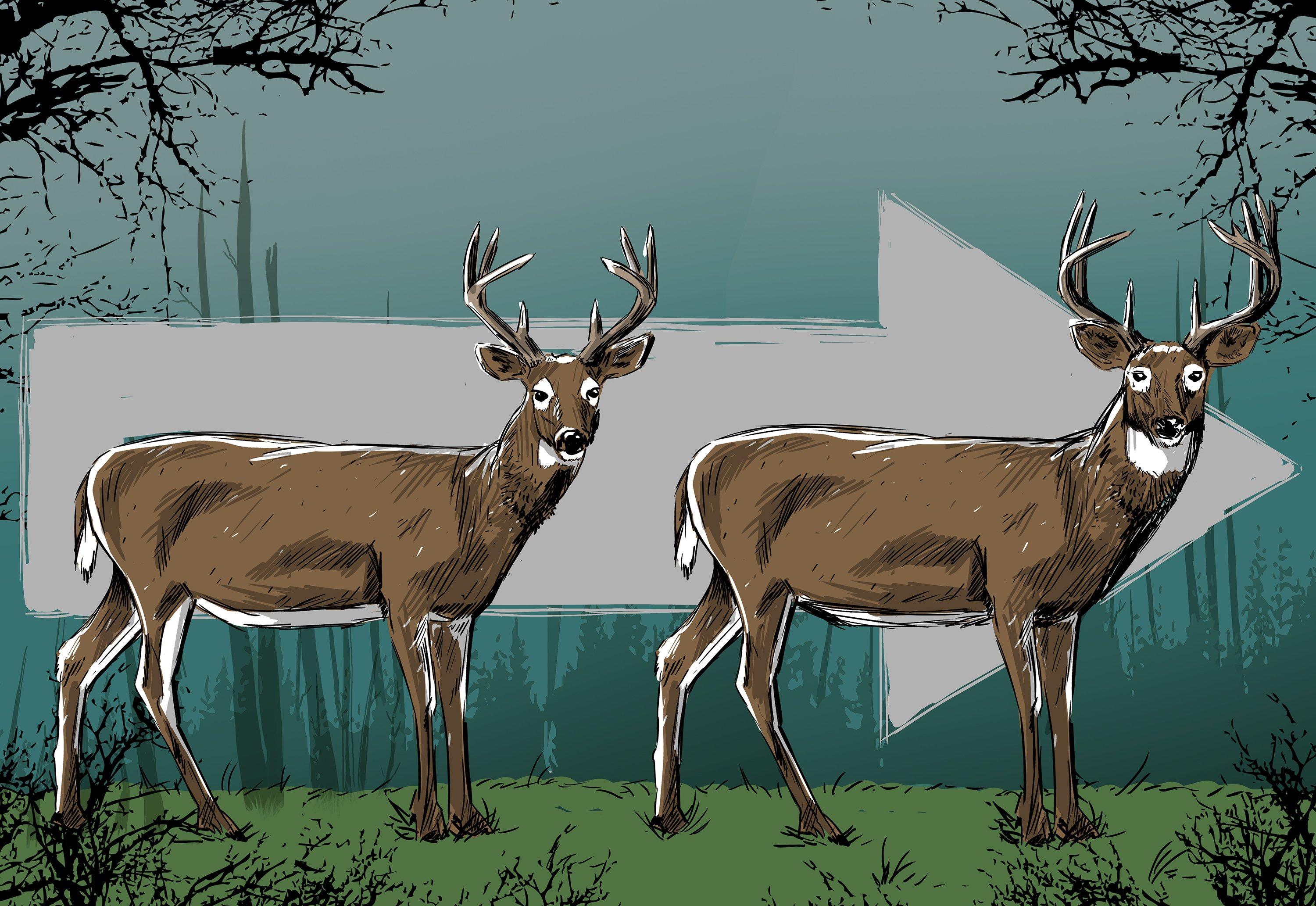 A 3-year-old buck with a nice rack can become exceptional given just a little time. Illustration by Ryan Orndorff