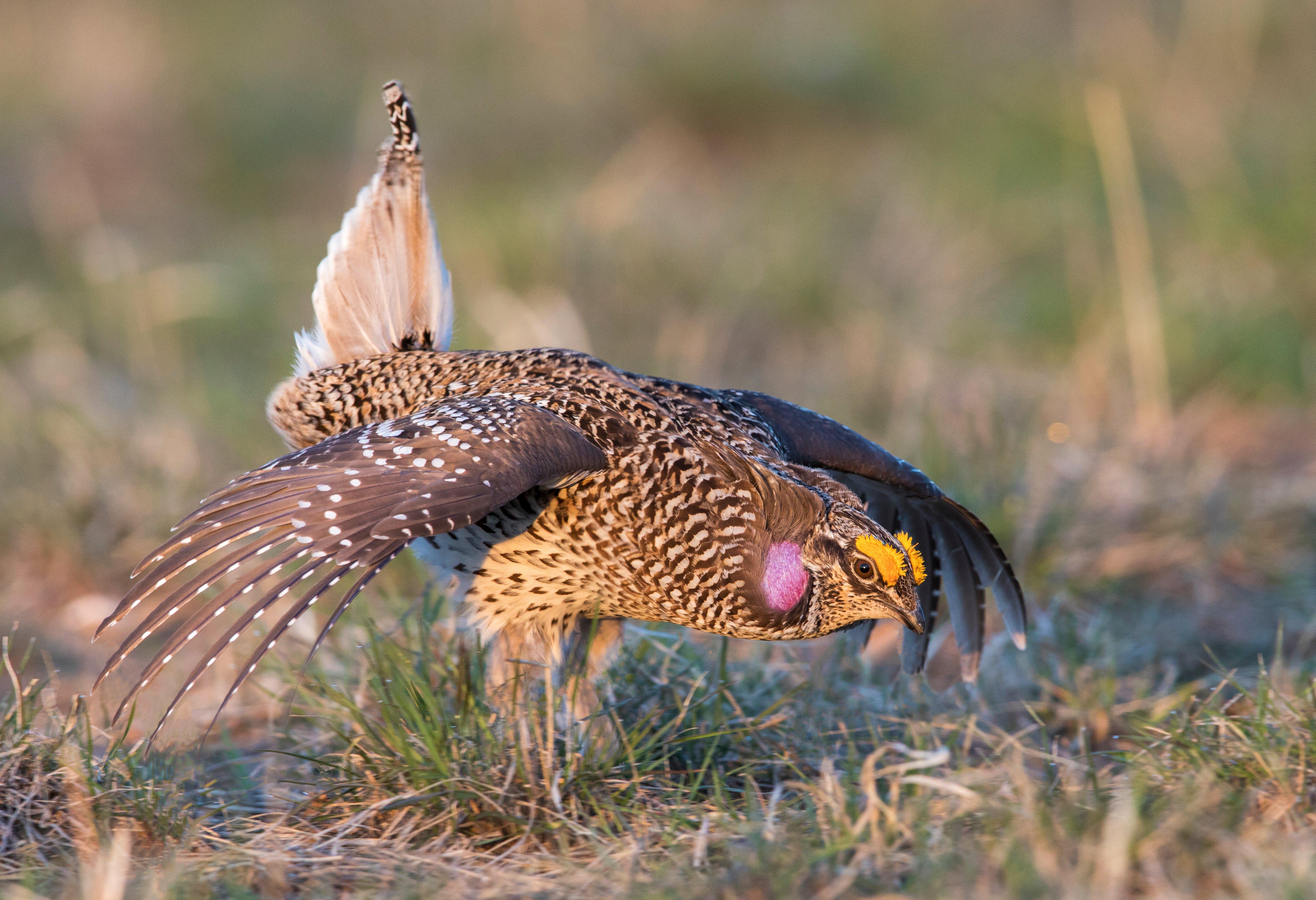 Image: wi_sharptailed_grouse