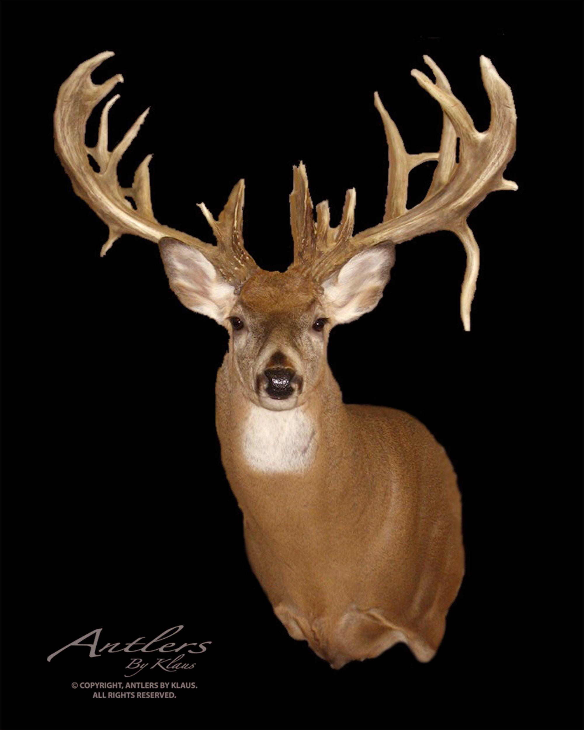 Image: wide_deer_clint_barnes_buck