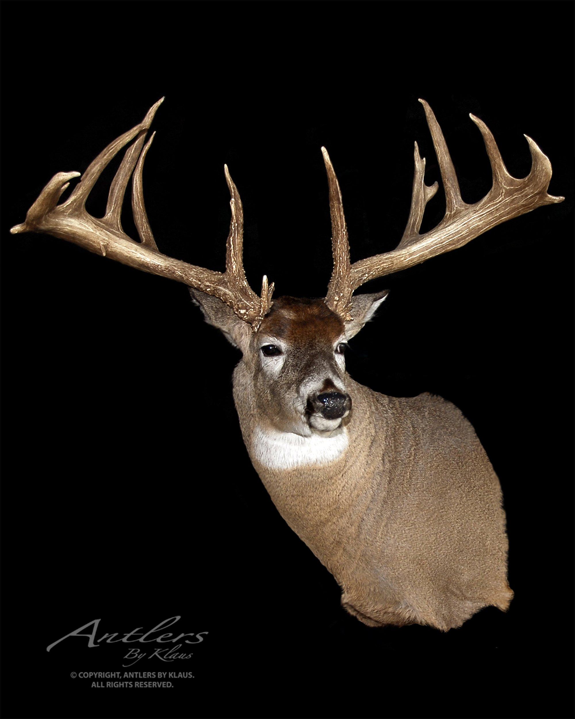 Image: wide_deer_cw_shelton_buck