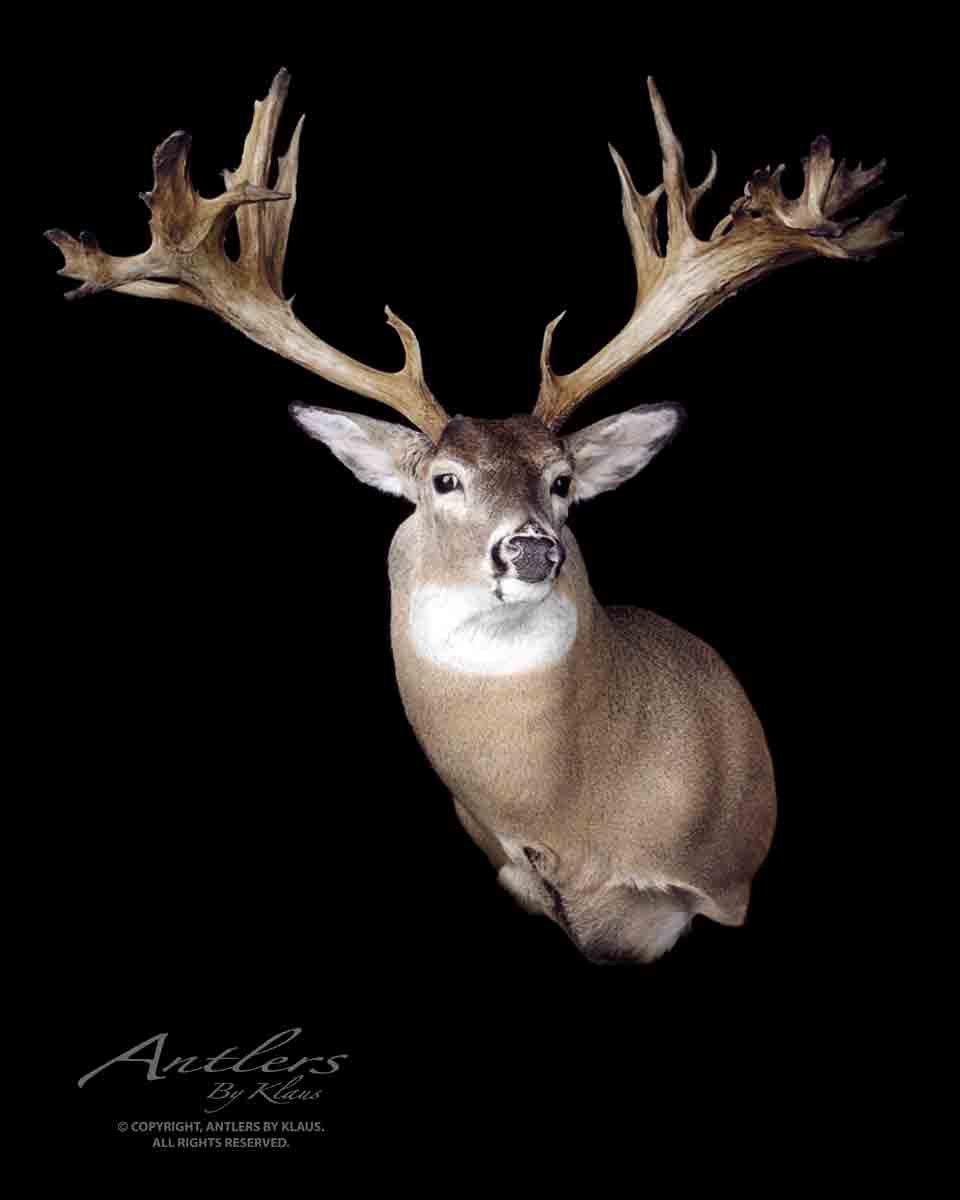 Image: wide_deer_ronald_martin_buck