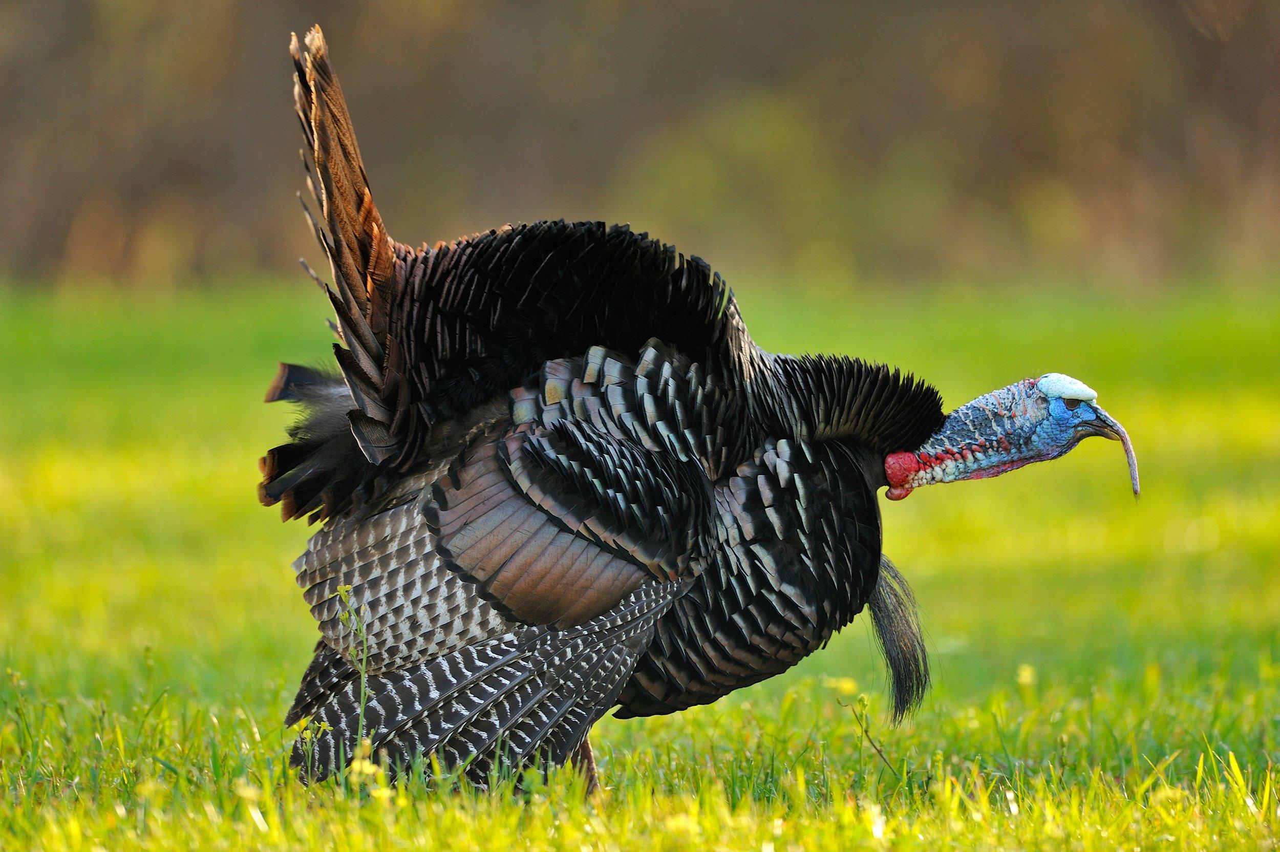Image: wierd_turkey_1