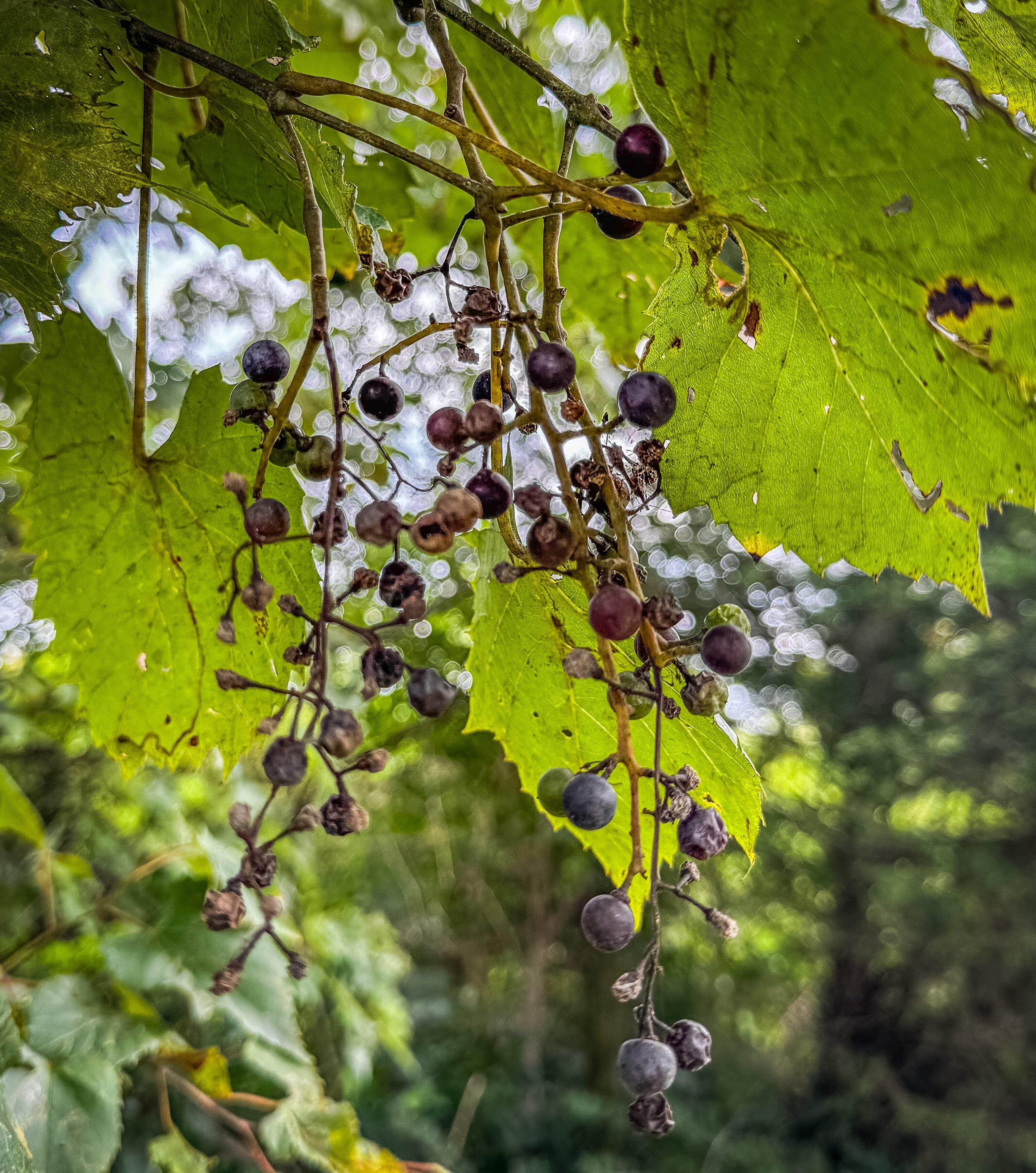 Image: wild_grape_jelly_1