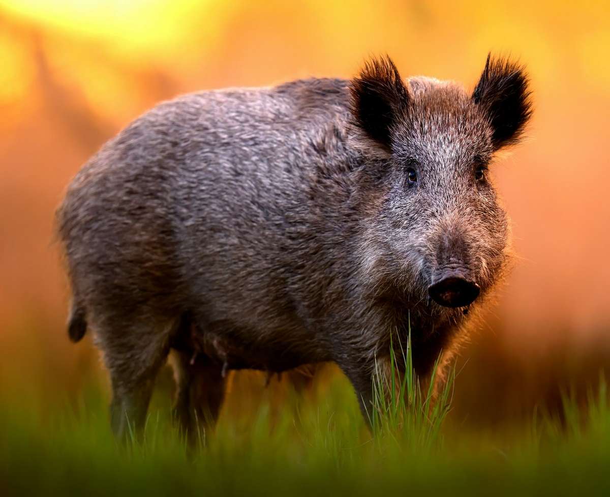 Arkansas WMAs Close for Hog Eradication - Realtree Camo
