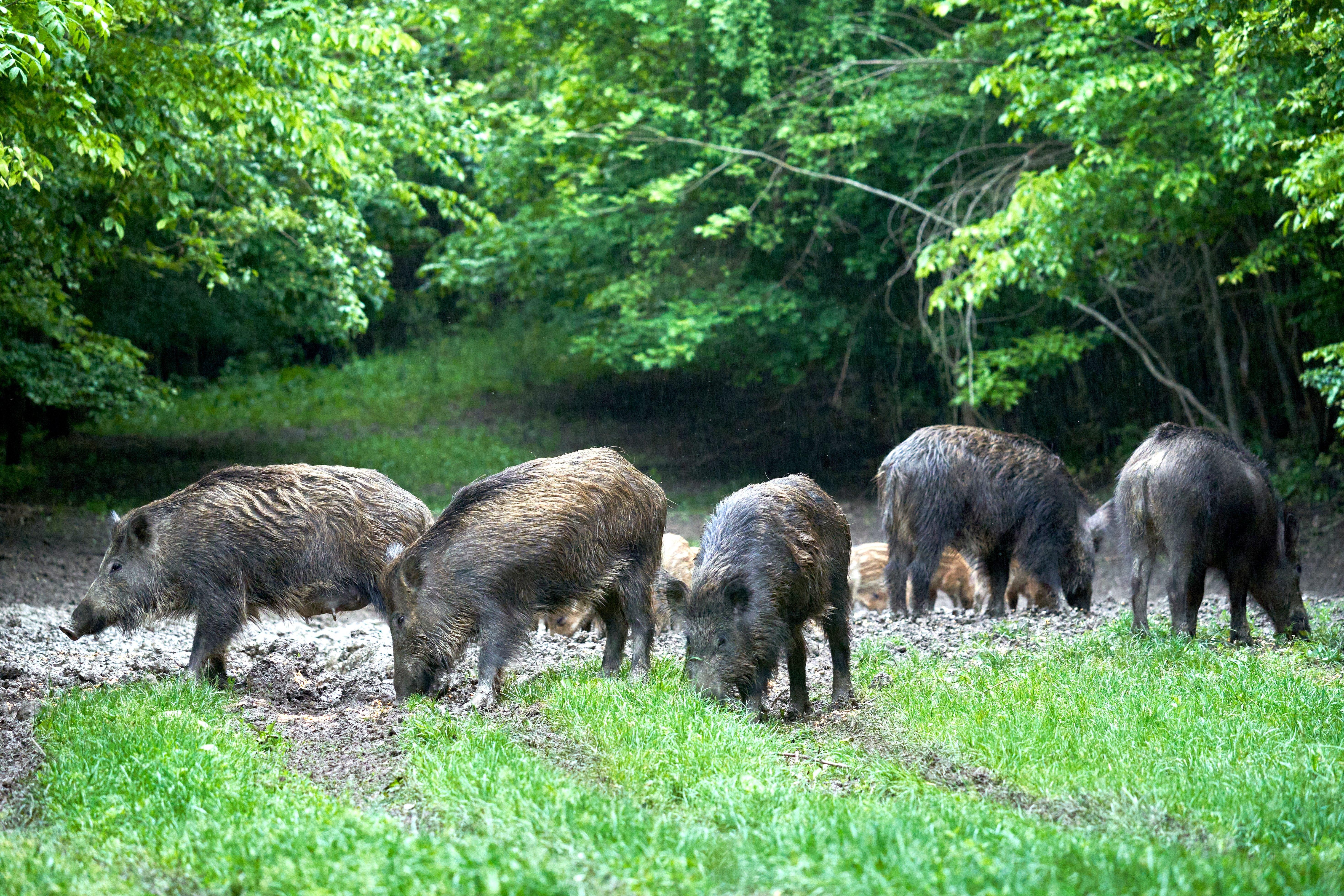 Image: wild_hogs_california