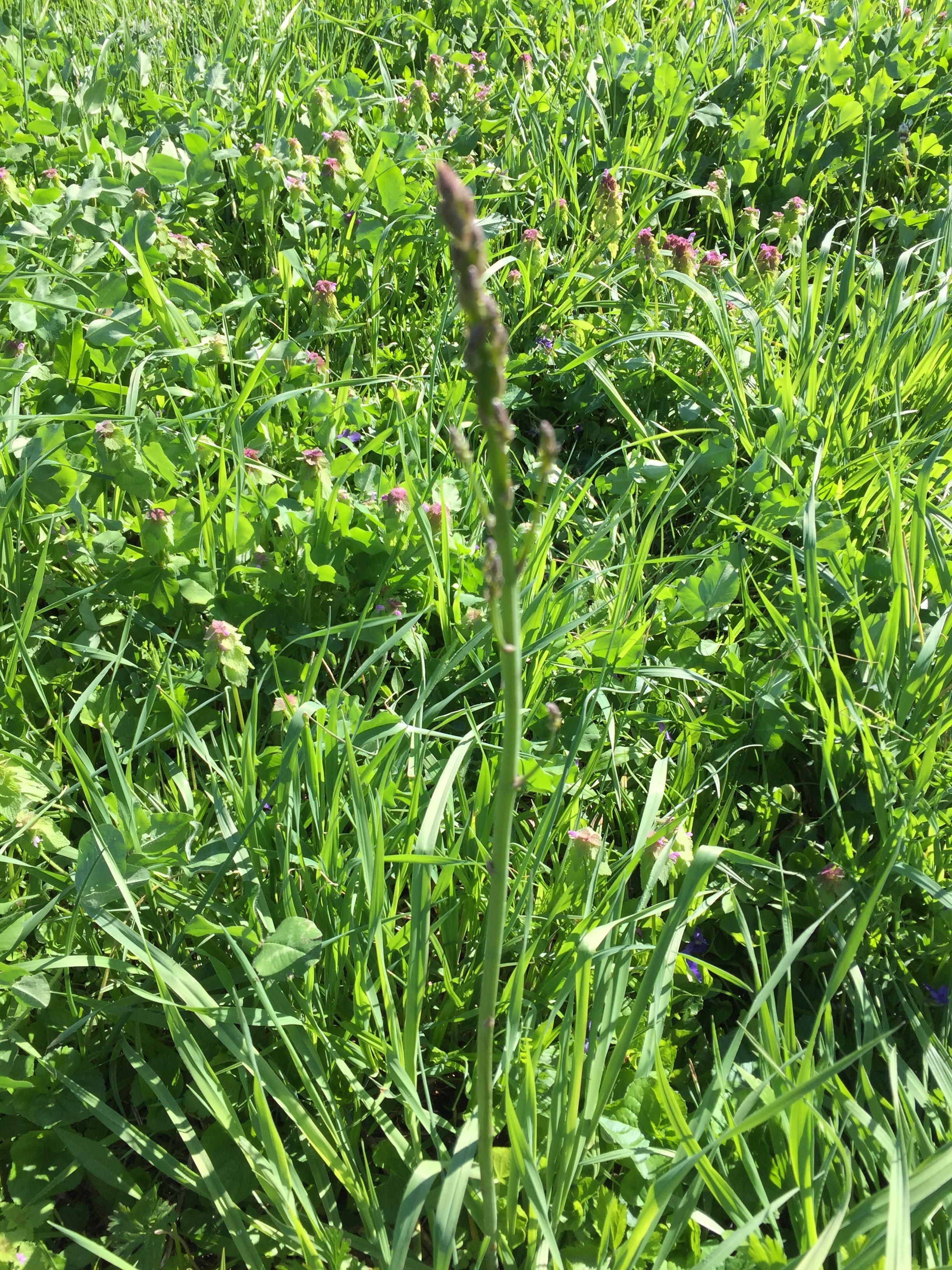 Look closely, asparagus blends into tall grass.