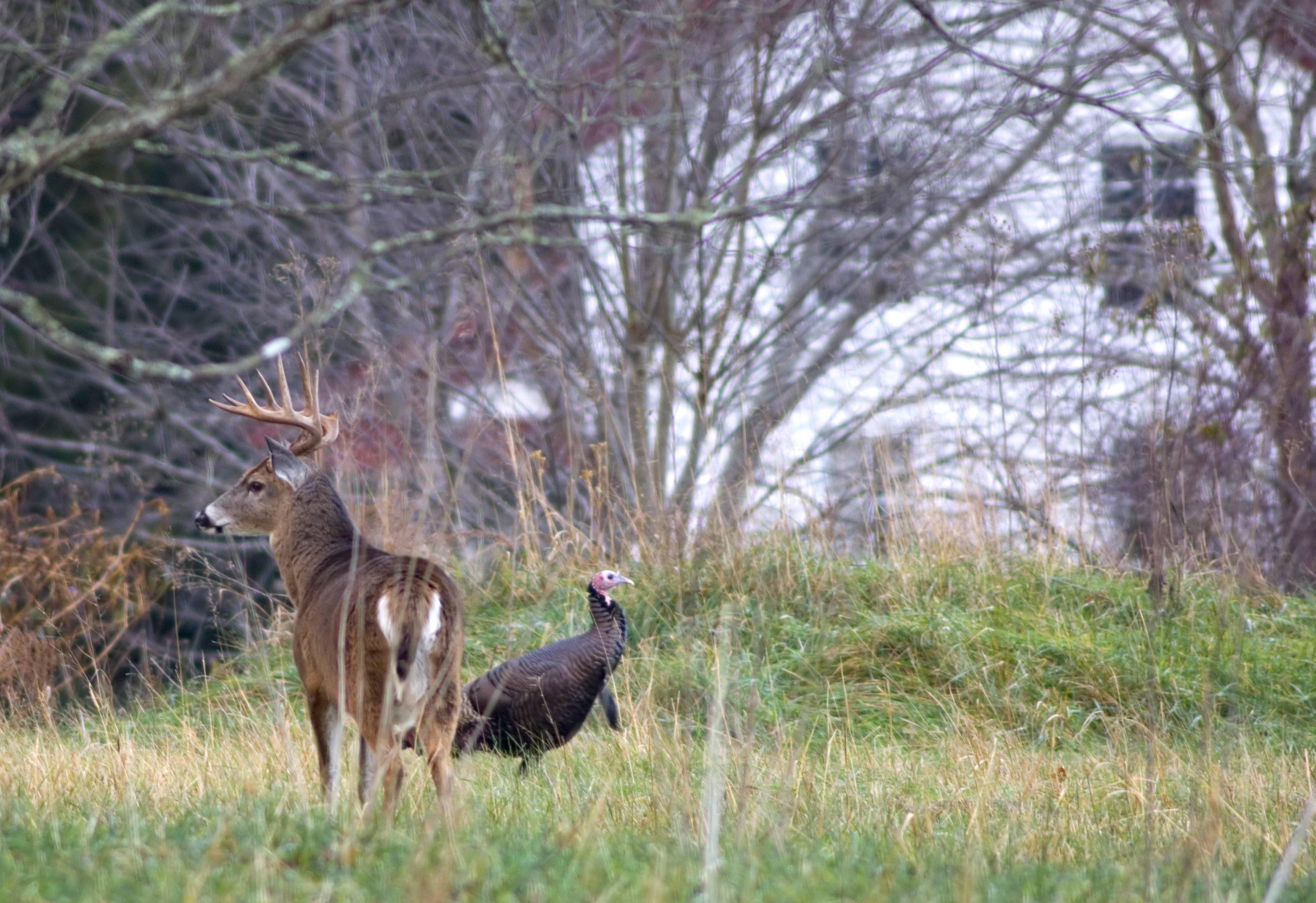 Image: wildlife_lands_2