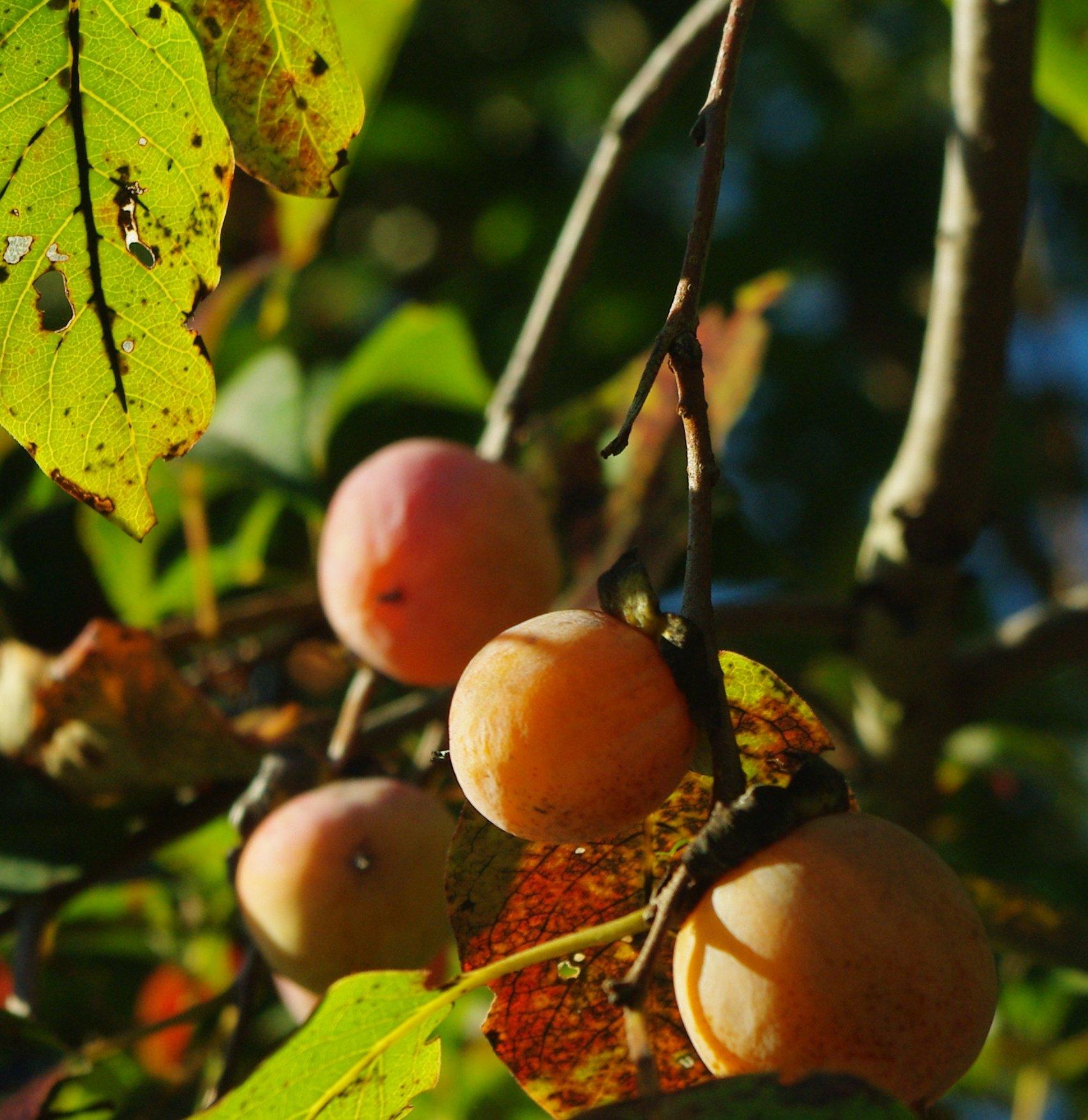 Wild persimmons ripen around Thanksgiving.