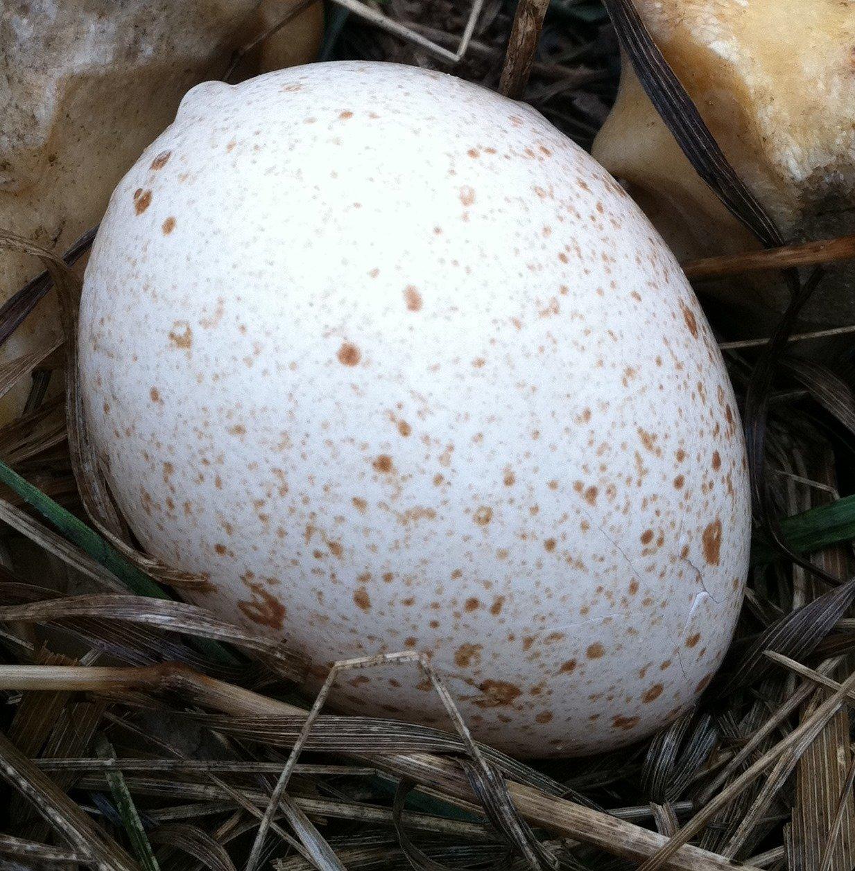 Wild turkey egg. (Steve Hickoff photo)