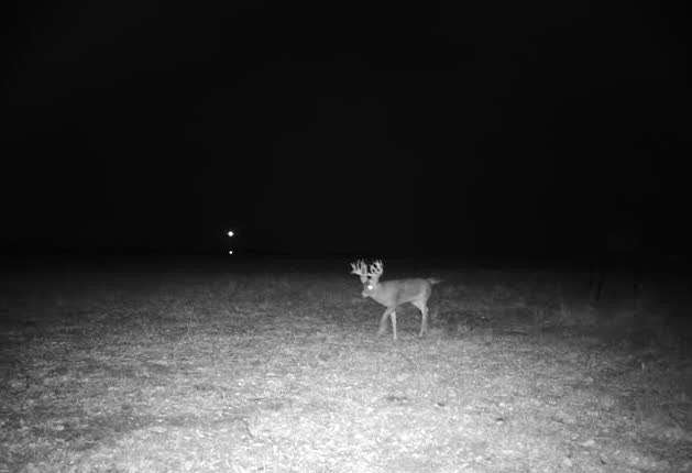 Darin Williams' trail camera at his pea and triticale plot captured the buck before daylight on the day that he shot it. With the recent intel and an ideal wind, he knew it was now or never and went hunting. Image courtesy of Darin Williams