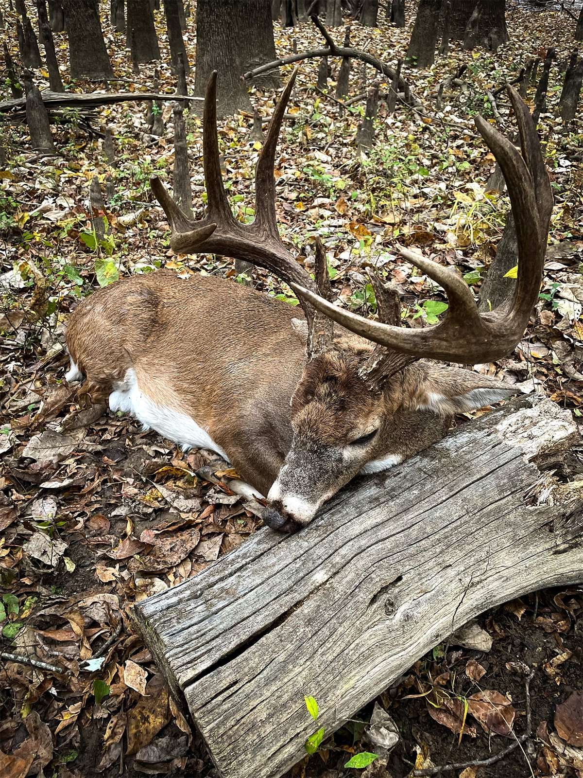 Robertson decided to play a trick on the landowner, and pretended to have shot a younger deer. Image by Buck Commander