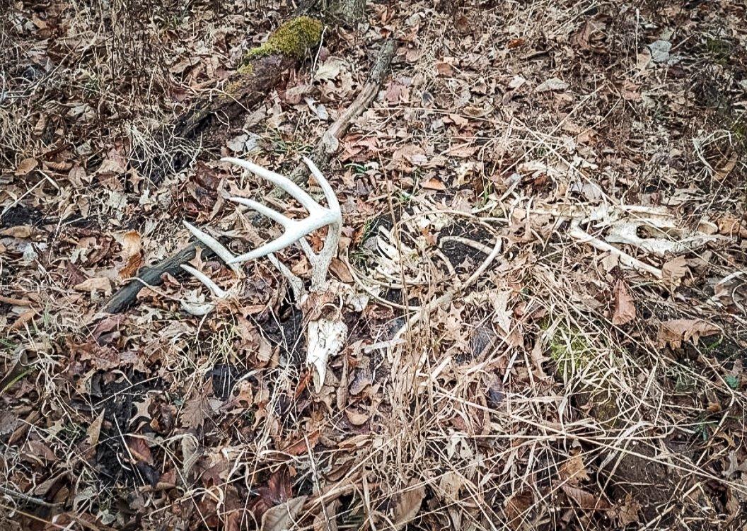 The massive whitetail went undiscovered for about a year. It was in a small patch of undisturbed cover. Image courtesy of Wilson Royer