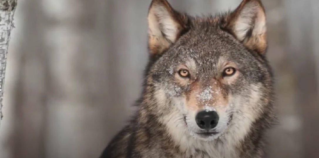 Anti-hunting organizations seek to reinstate Endangered Species Act protection for timber wolves in Michigan, Minnesota and Wisconsin.