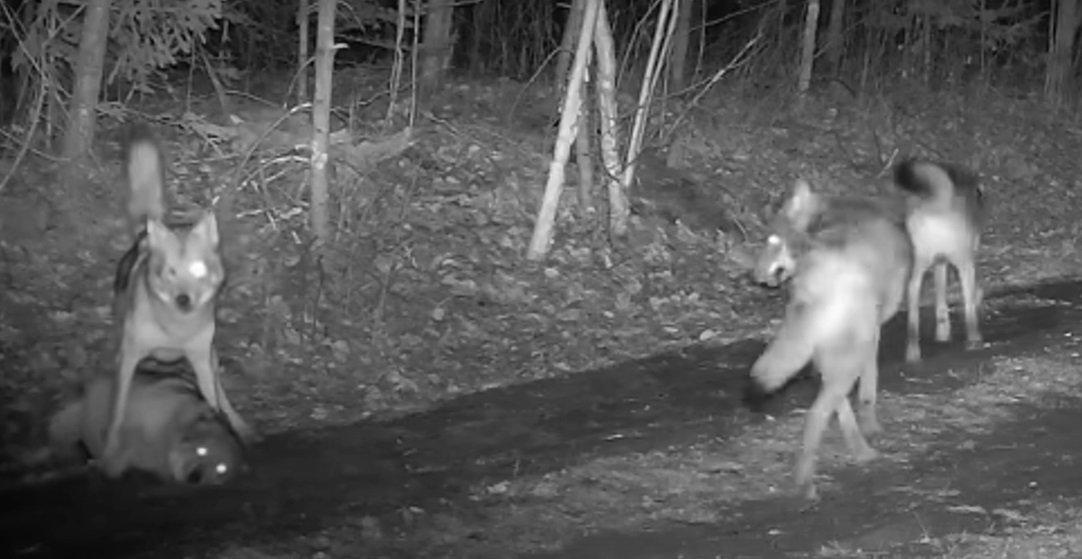 A lone wolf attacked and seriously injured a man who was walking in a neighborhood in British Columbia. ©Images on The Wildside-wolf.jpg