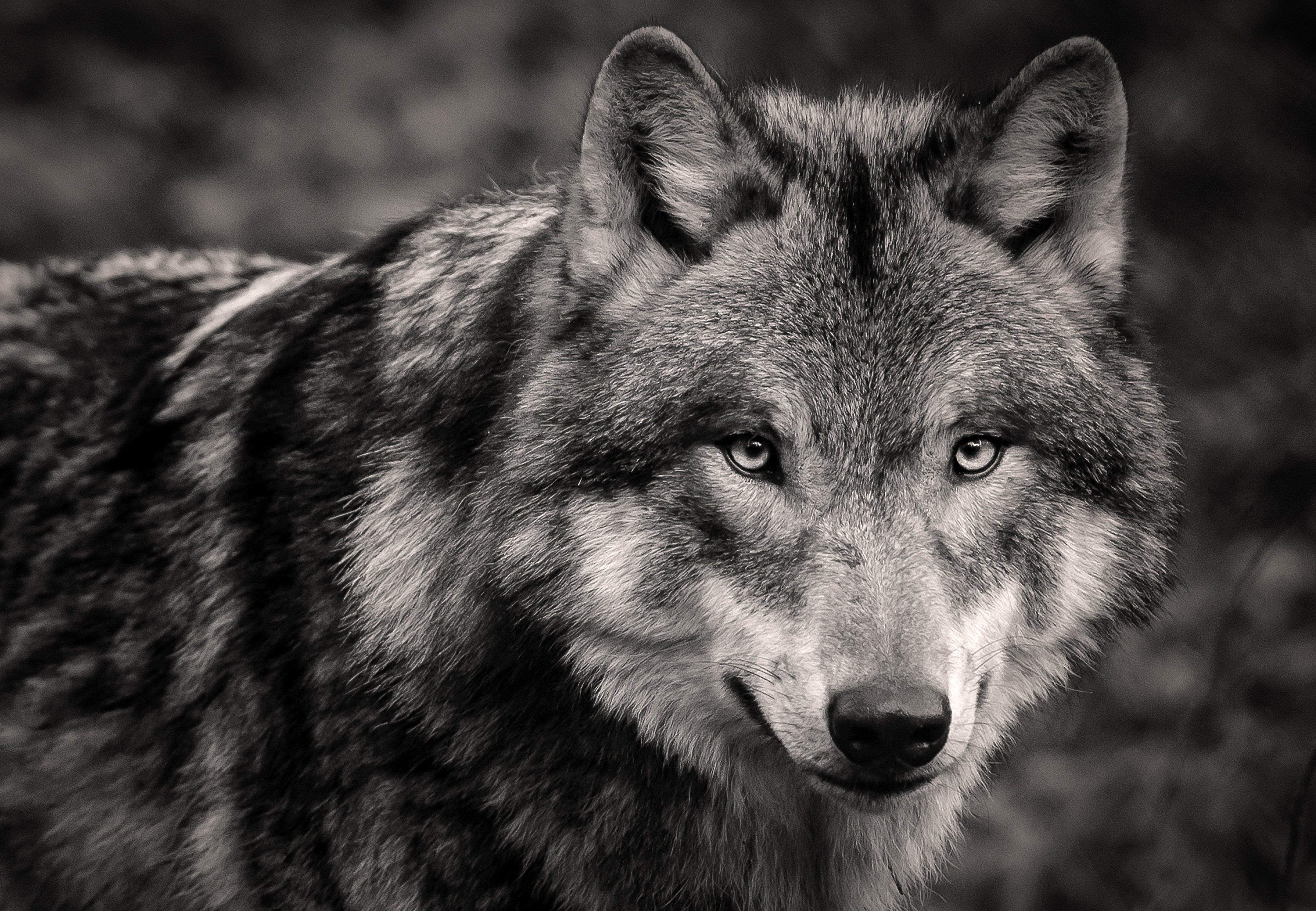 Image: wolf_gray