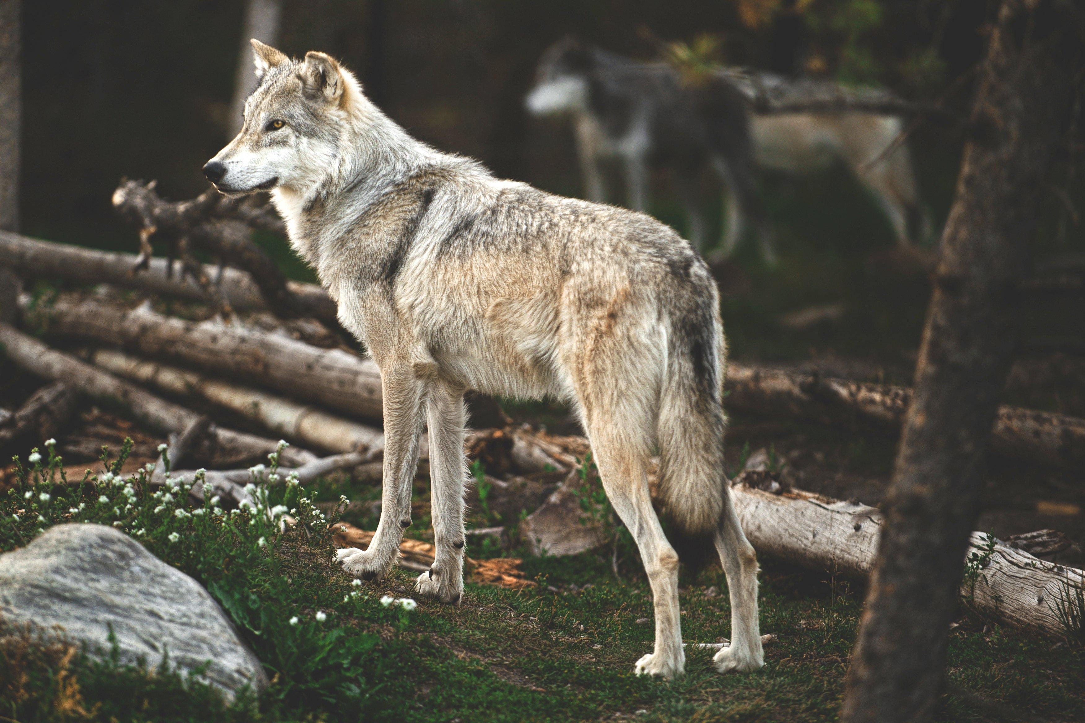 Image: wolves_montana