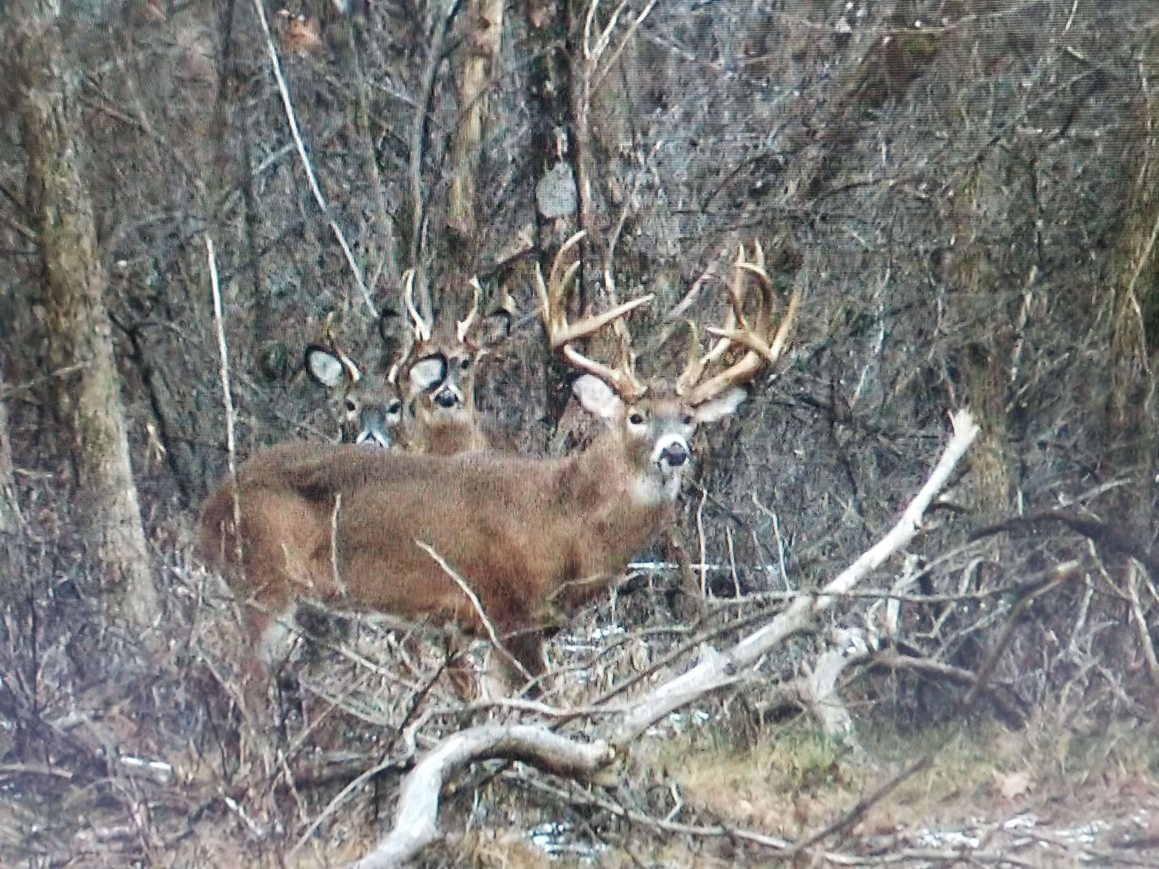 A video screenshot just before David released the arrow. (David Wozniak photo)