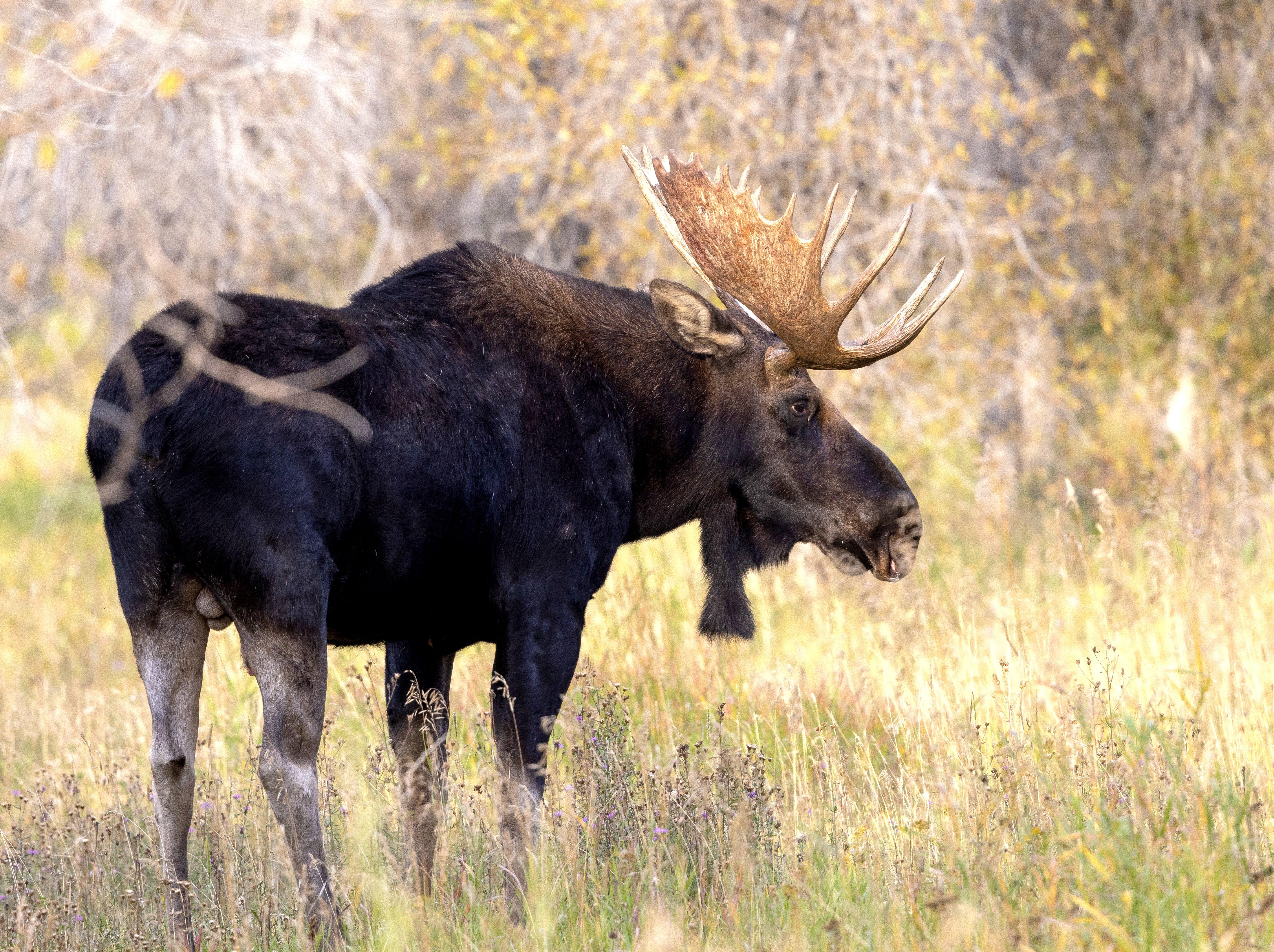 Image: wyoming_moose