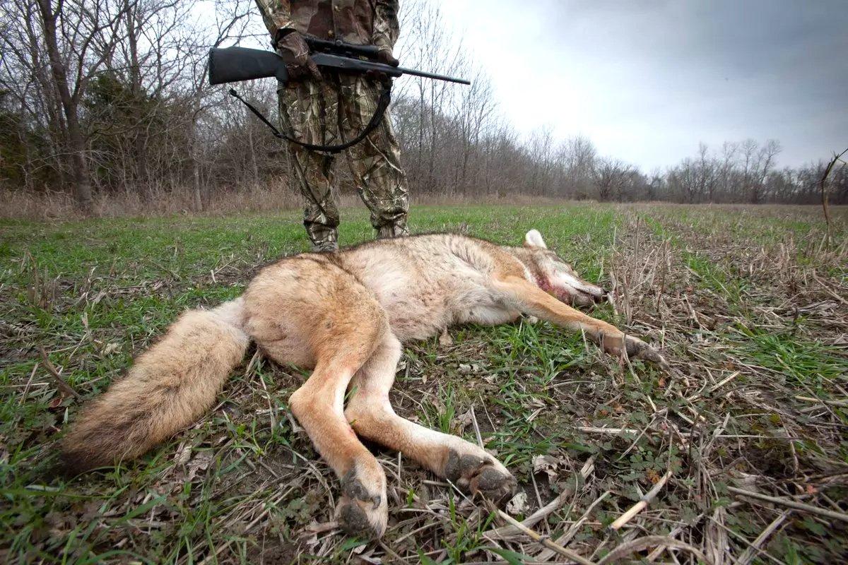 Image: yote_errors_1