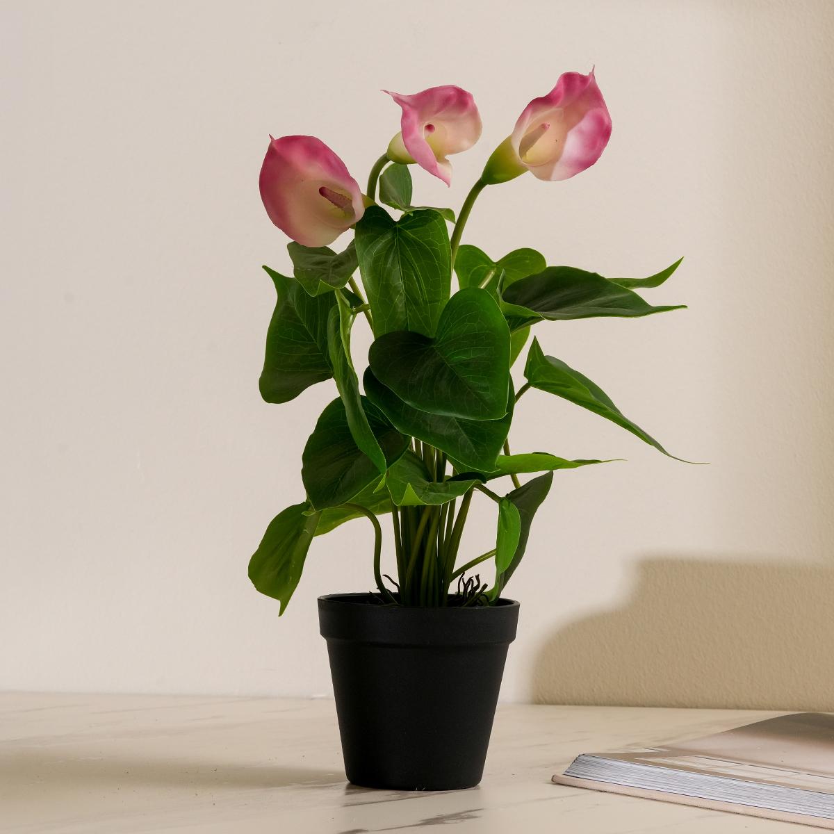 product_images