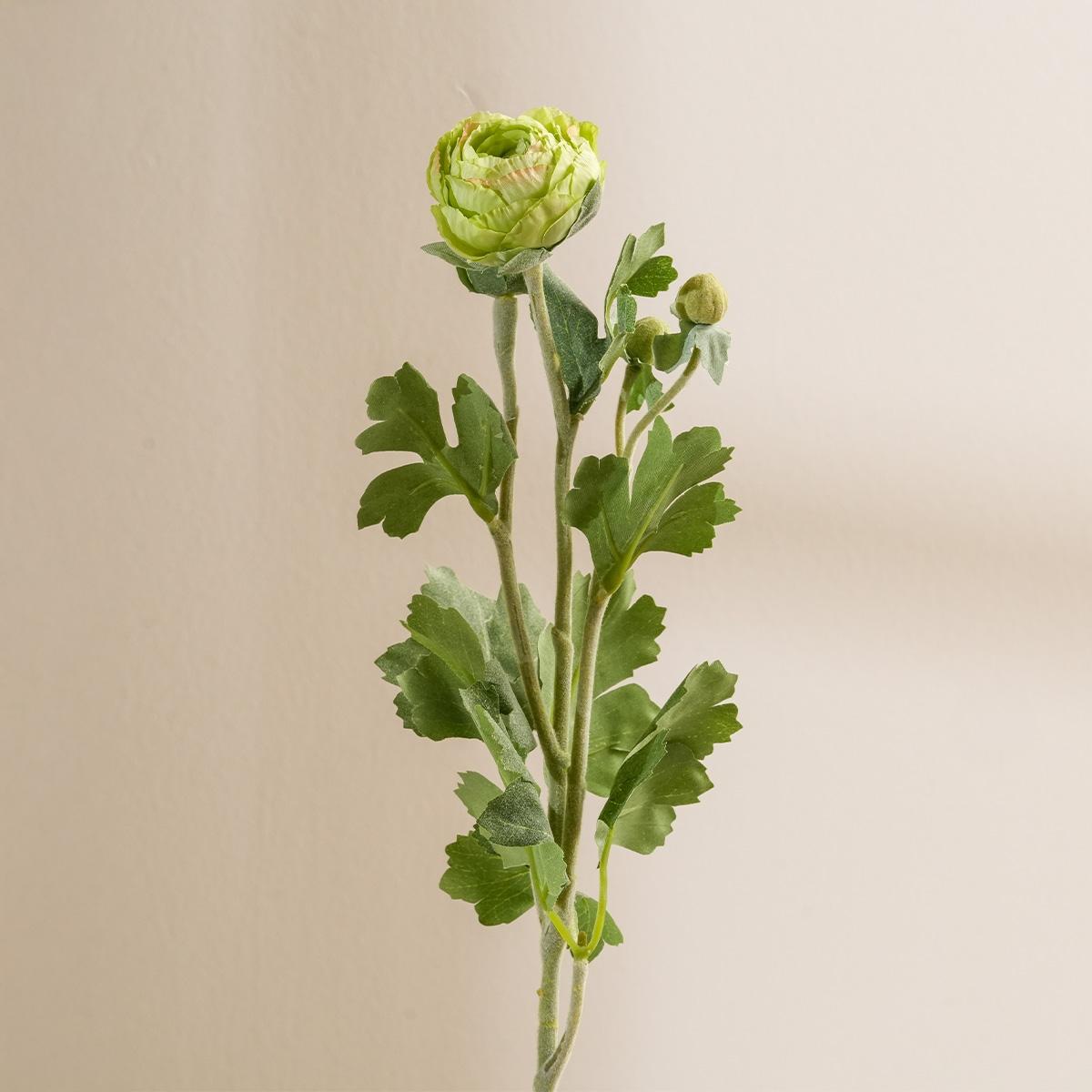 Green Ranunculus Single-Stem Flower 55 cm in Kuwait | Buy Online ...