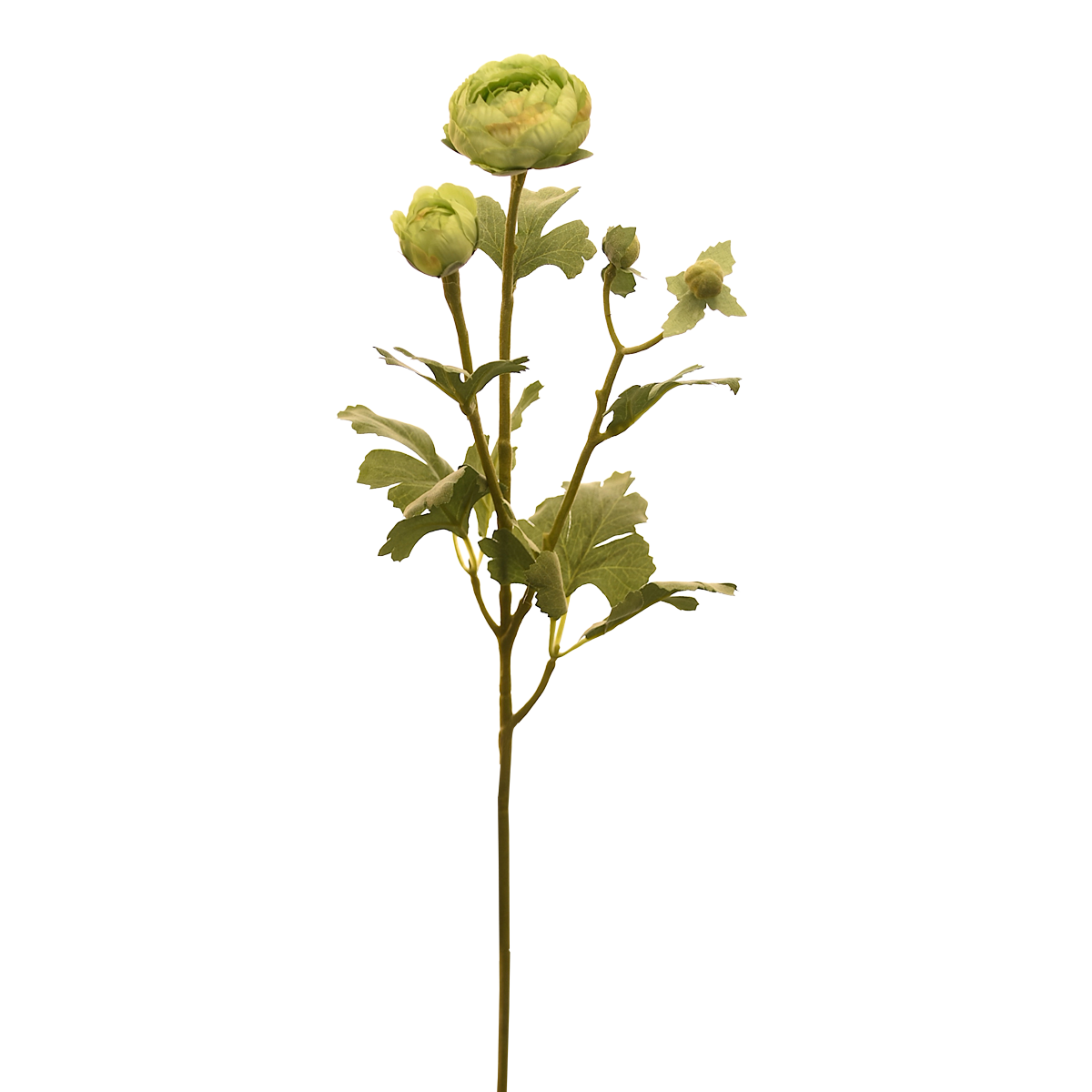 Green Ranunculus Single-Stem Flower 55 cm in Kuwait | Buy Online ...