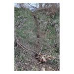 Duke Dog Proof Racoon Trap - Thumbnail 2 of 6