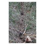 Duke Dog Proof Racoon Trap - Thumbnail 3 of 6