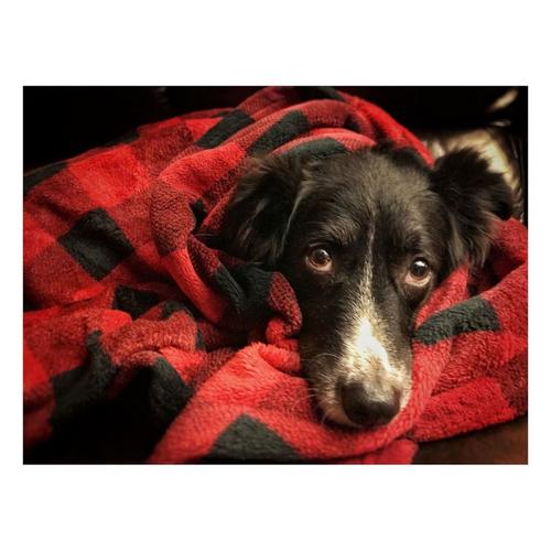 Tall Tails Hunter's Plaid Fleece Dog Blanket - Primary Image