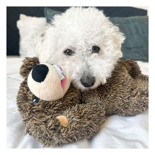 Tall Tails Grizzly Rope Body Dog Toy - Primary Image