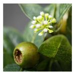 Sullivans 4" Artificial Green Israeli Ruscus Leaf Half Orb - Thumbnail 2 of 4