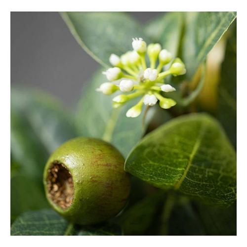 Sullivans 4" Artificial Green Israeli Ruscus Leaf Half Orb - Primary Image