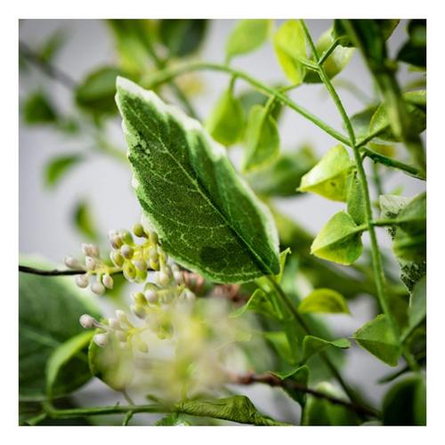 Sullivans Variegated Foliage Mix Pick - Primary Image