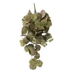 Sullivans Hanging Sage Begonia Bush - Thumbnail 1 of 2