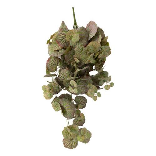 Sullivans Hanging Sage Begonia Bush - Primary Image