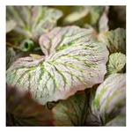 Sullivans Hanging Sage Begonia Bush - Thumbnail 2 of 2