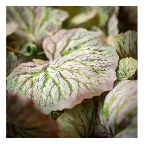 Sullivans Hanging Sage Begonia Bush - Primary Image