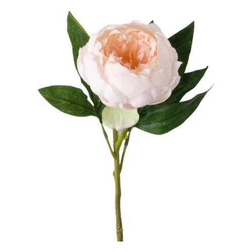 Sullivans Freshcut Peony Spray - Primary Image