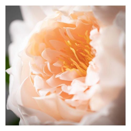 Sullivans Freshcut Peony Spray - Primary Image