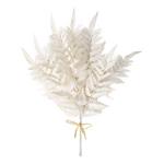 Sullivans Creamy Boston Fern Bush - Thumbnail 1 of 2