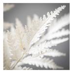 Sullivans Creamy Boston Fern Bush - Thumbnail 2 of 2