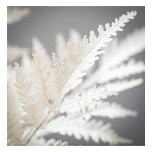 Sullivans Creamy Boston Fern Bush - Primary Image